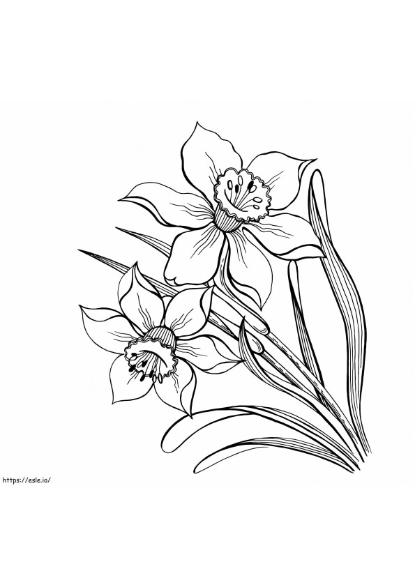 Printable Narcissus coloring page