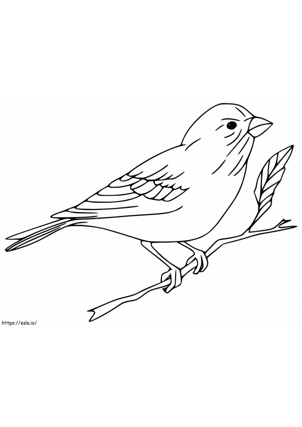 Basic Sparrow coloring page