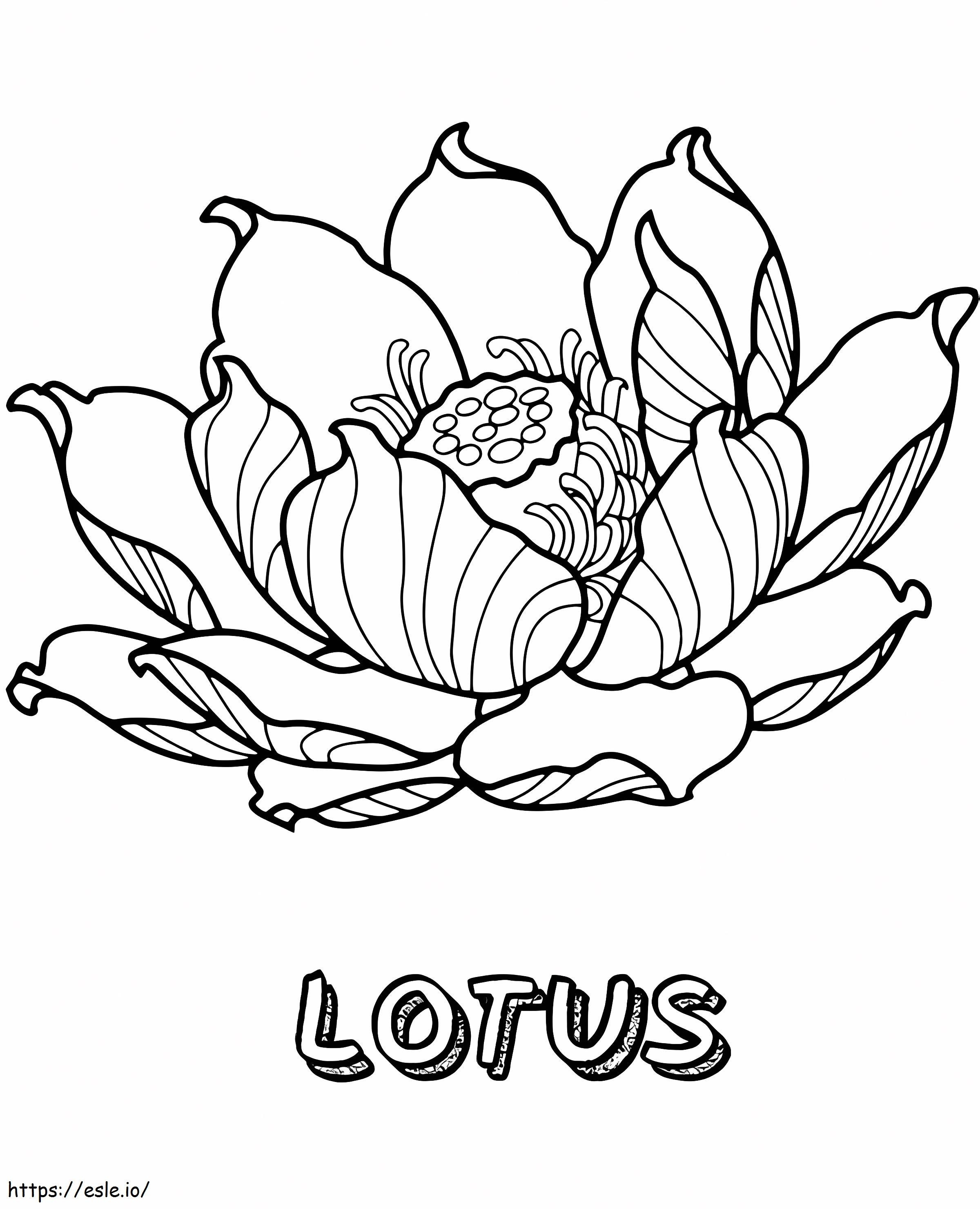 Piękny kwiat lotosu kolorowanka