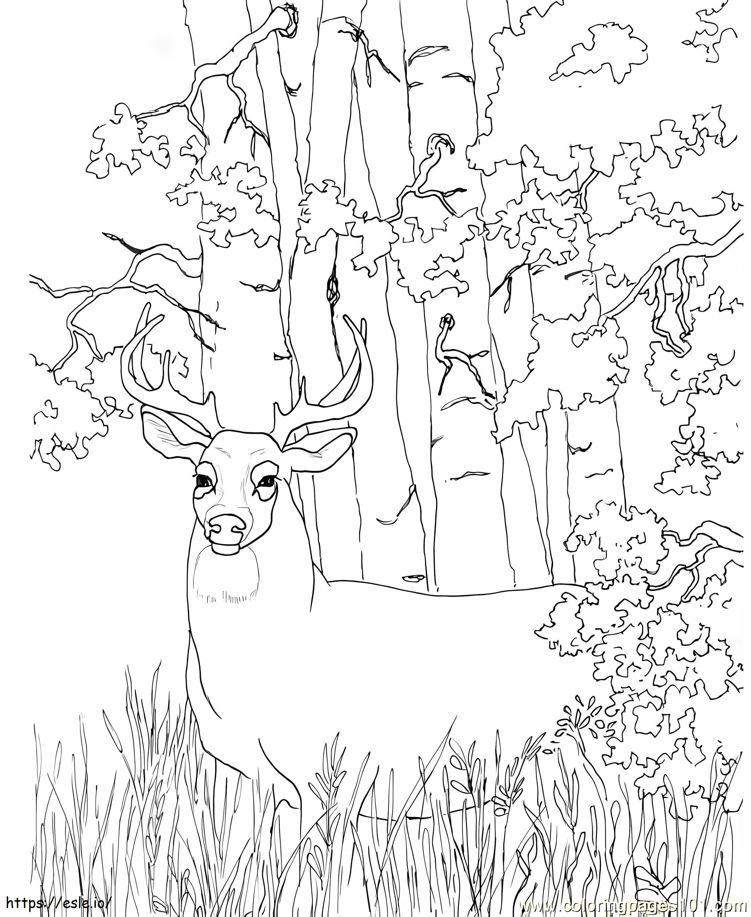 ジャングルのオジロジカ ぬりえ - 塗り絵