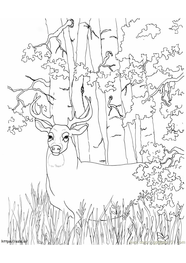 Coloriage Cerf de Virginie dans la jungle à imprimer dessin