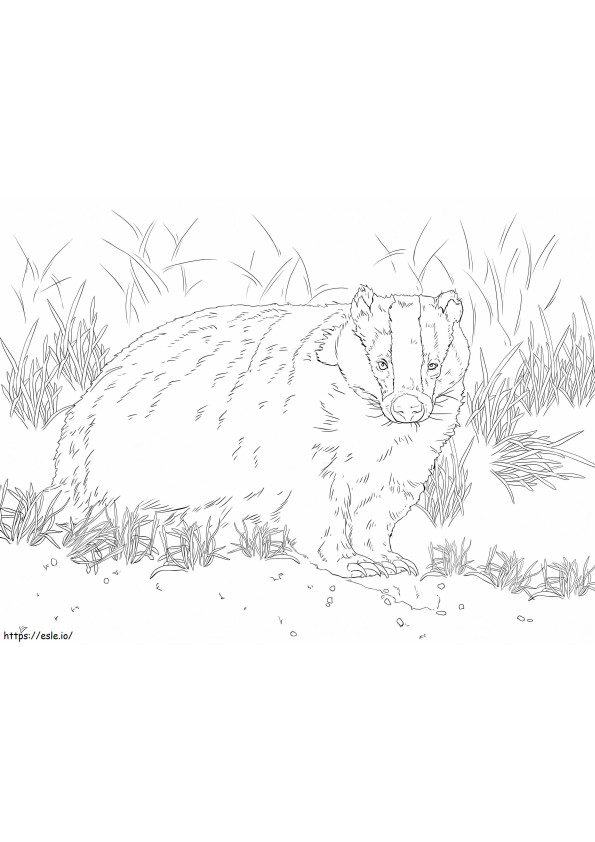 European Badger Normal coloring page