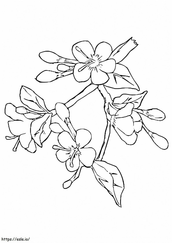 Floare de cireș normală de colorat
