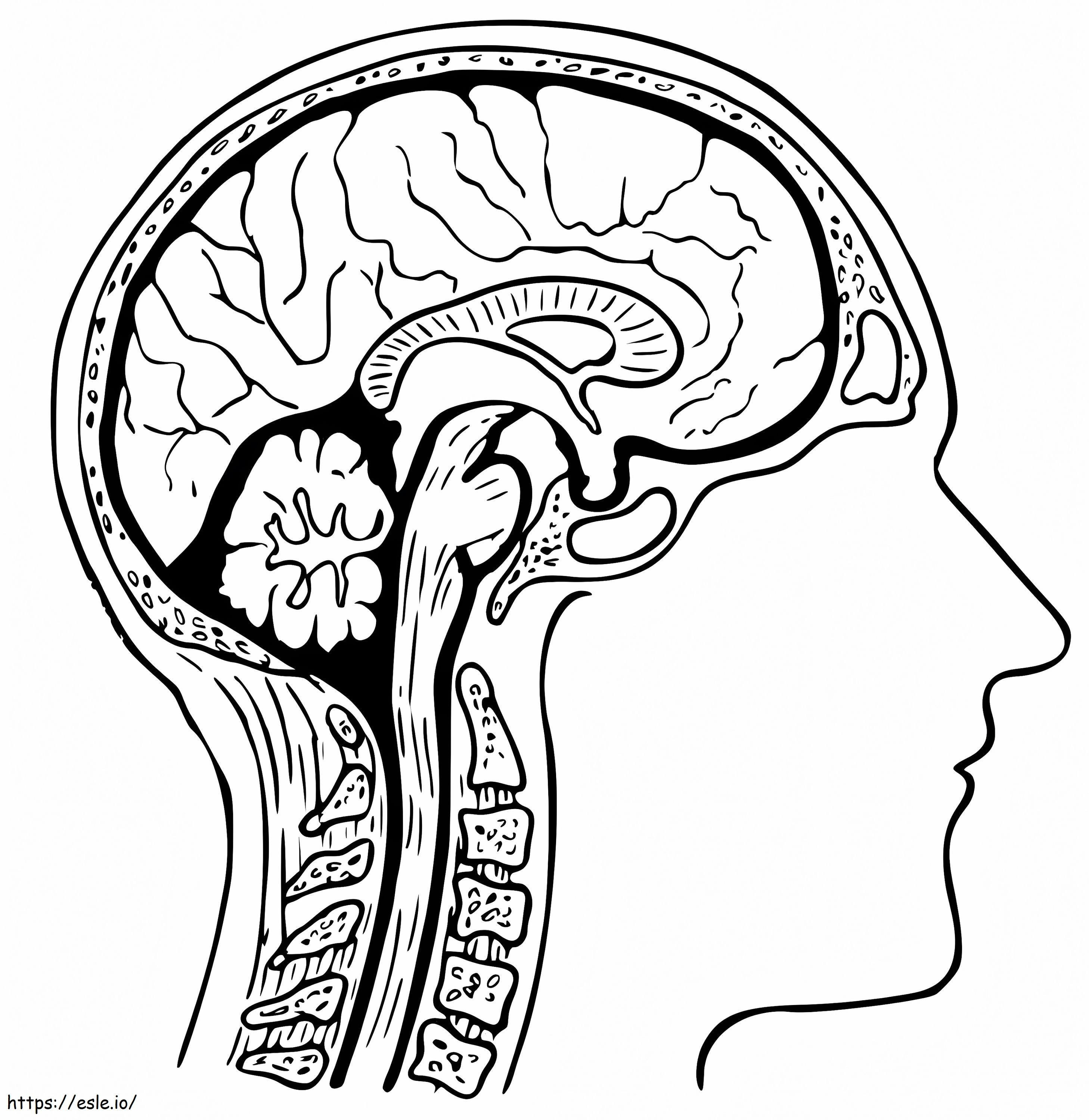 Ihmisen aivot 2 värityskuva