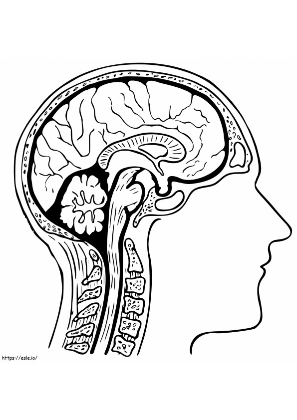 Ihmisen aivot 2 värityskuva