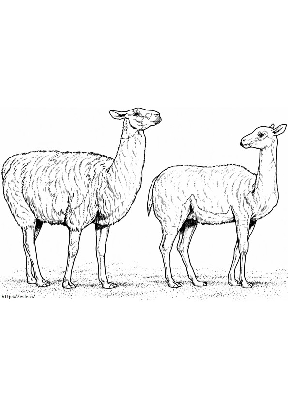 Two Alpacas coloring page