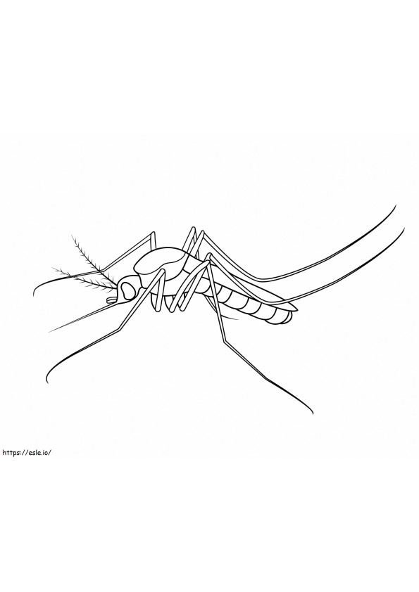 Normalny komar kolorowanka