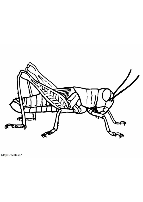 Normal Grasshopper coloring page