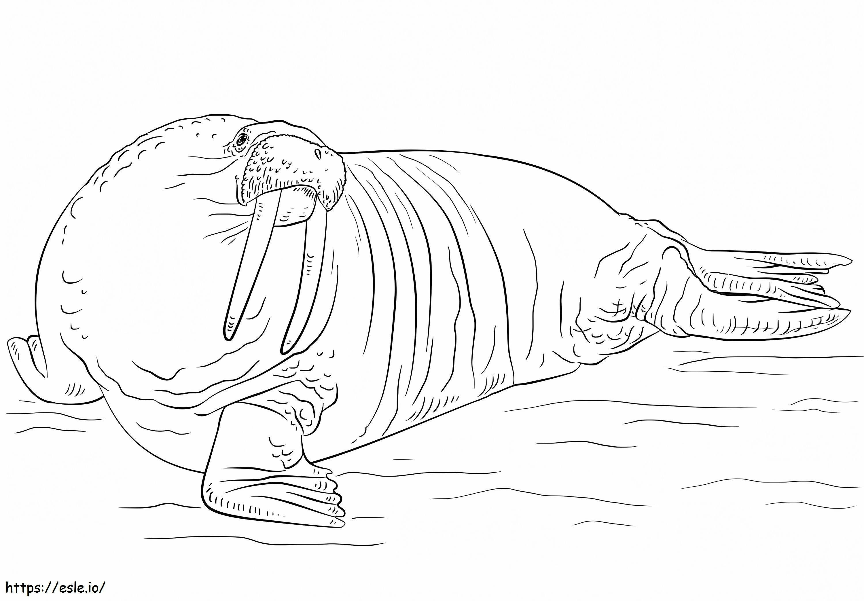 A Walrus coloring page