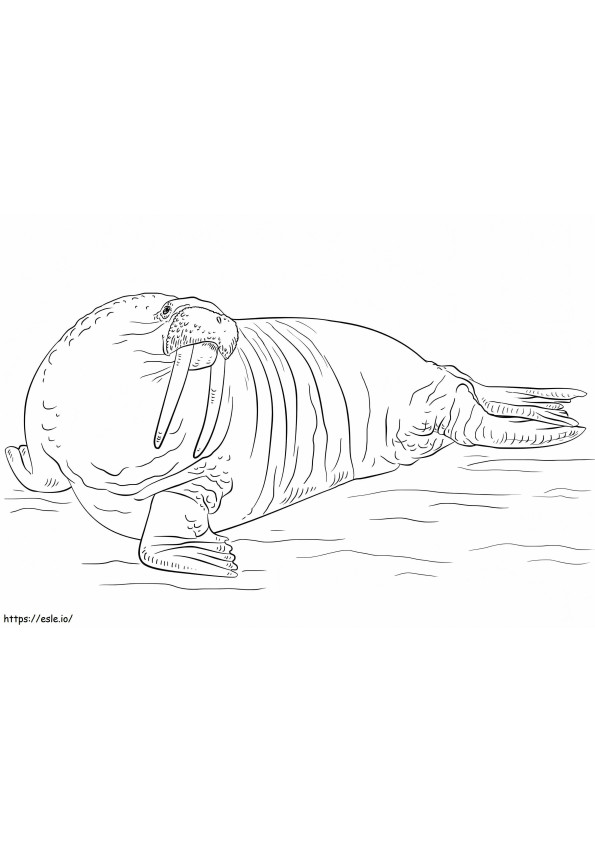 A Walrus coloring page
