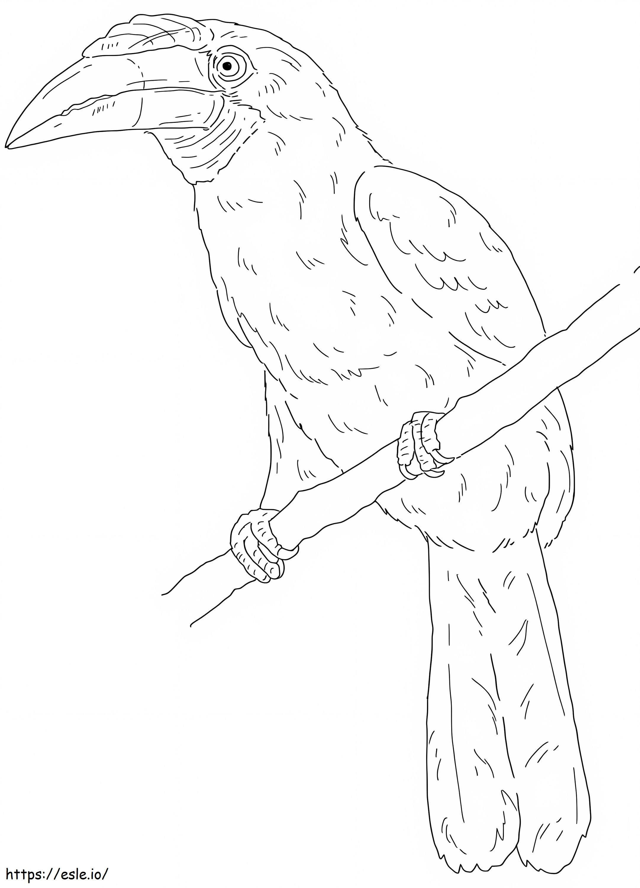 Narcondam Hornbill värityskuva
