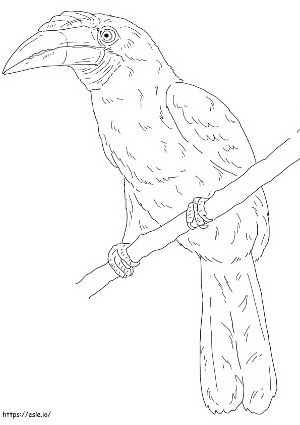 Narcondam Hornbill värityskuva
