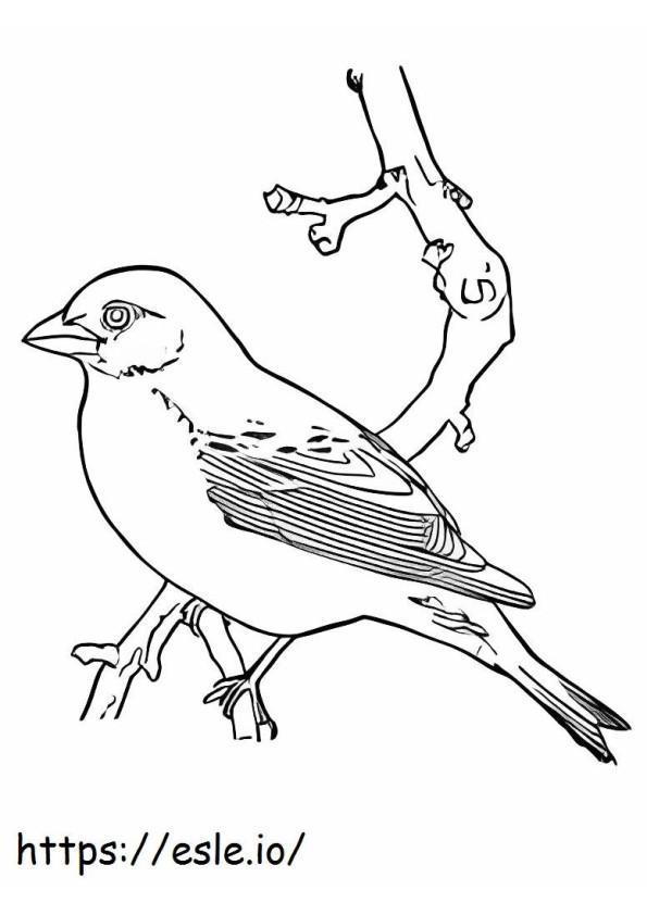 Burung Bulbul yang lucu Gambar Mewarnai