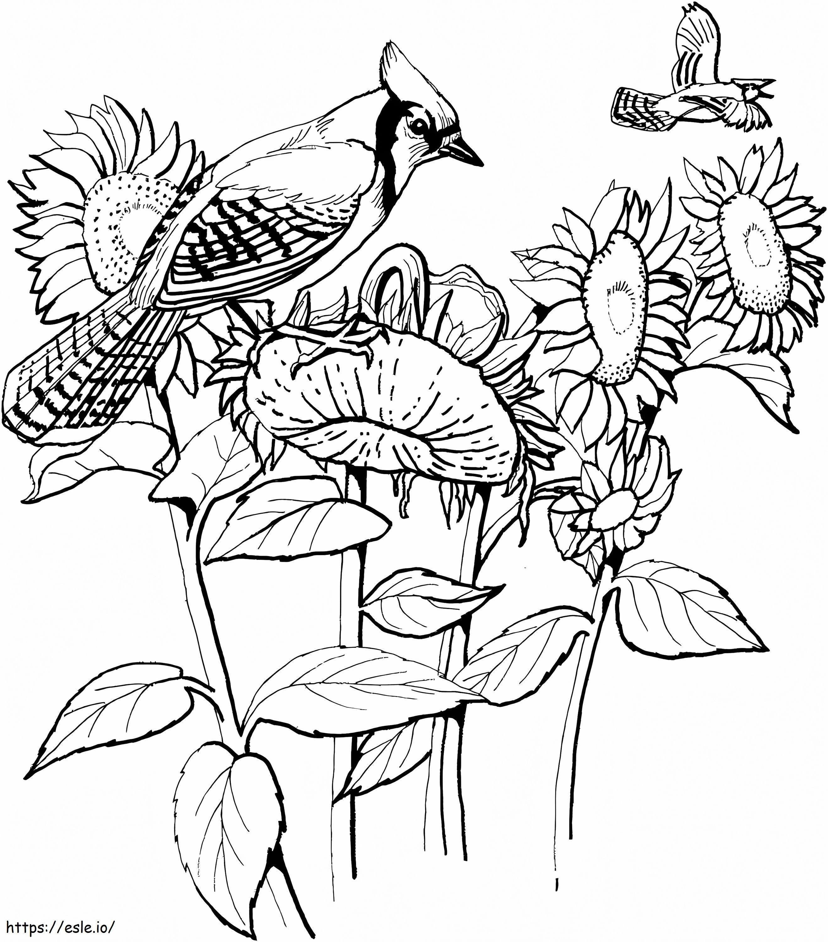 Blue Jay und Sonnenblumen ausmalbilder
