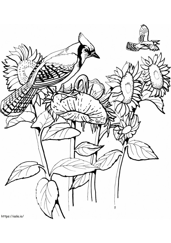 Blue Jay And Sunflowers coloring page