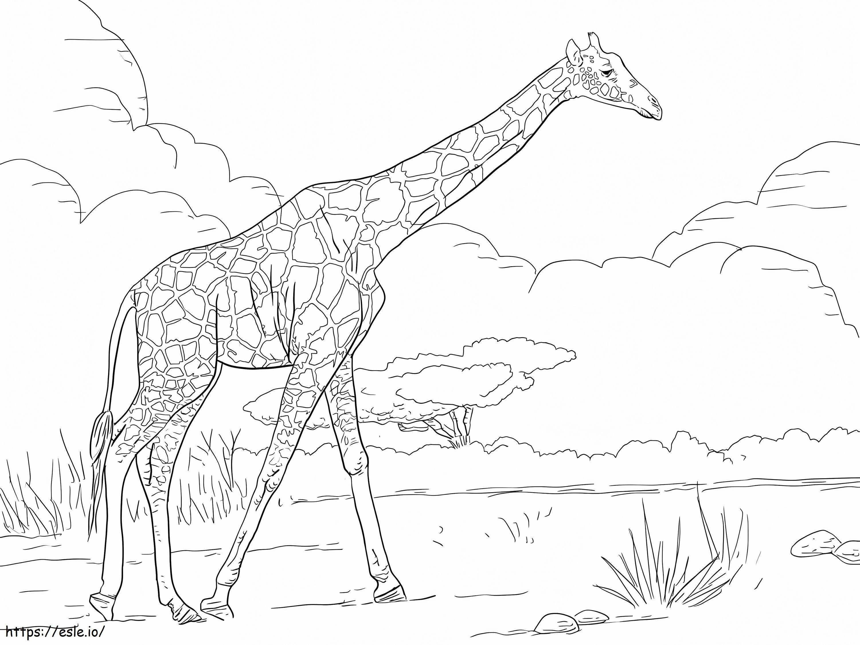 Coloriage Girafe imprimable gratuitement à imprimer dessin