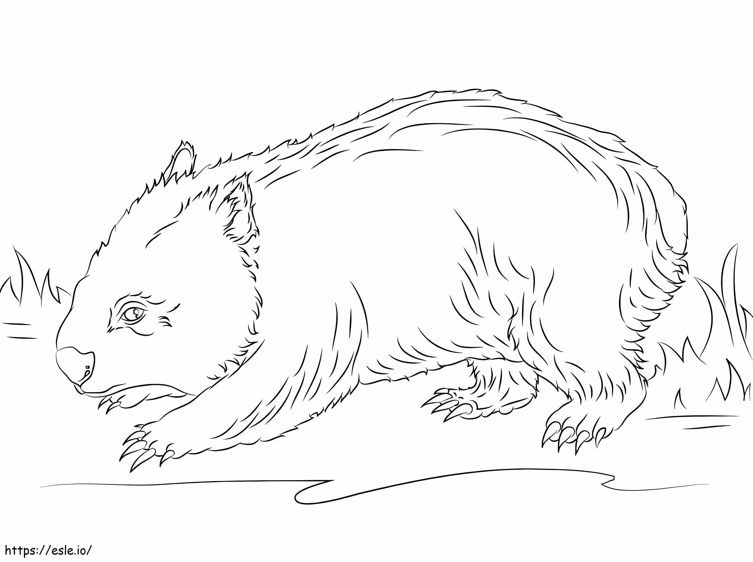 Wombat normal para colorear