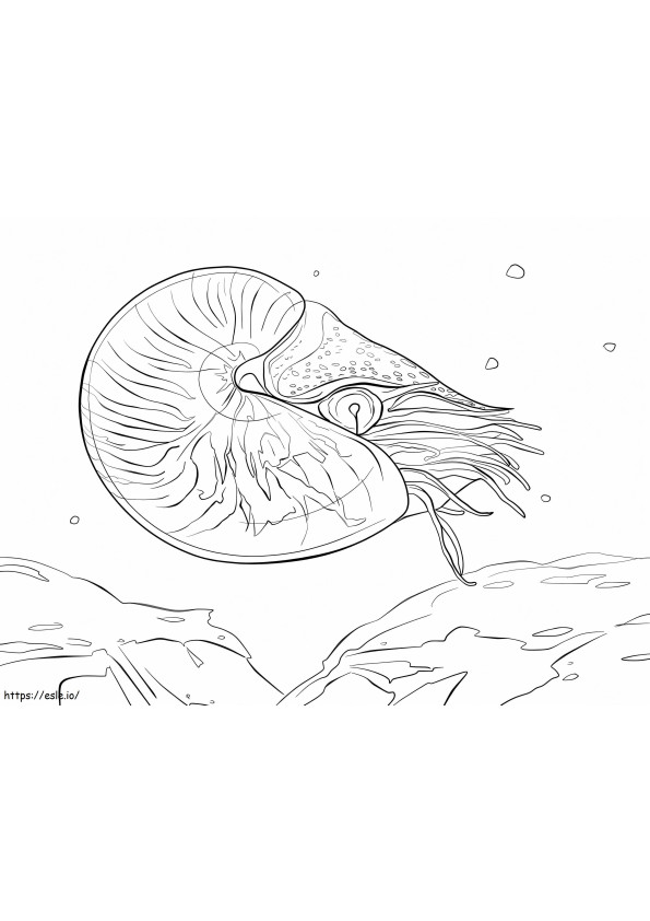 Chambered Nautilus coloring page