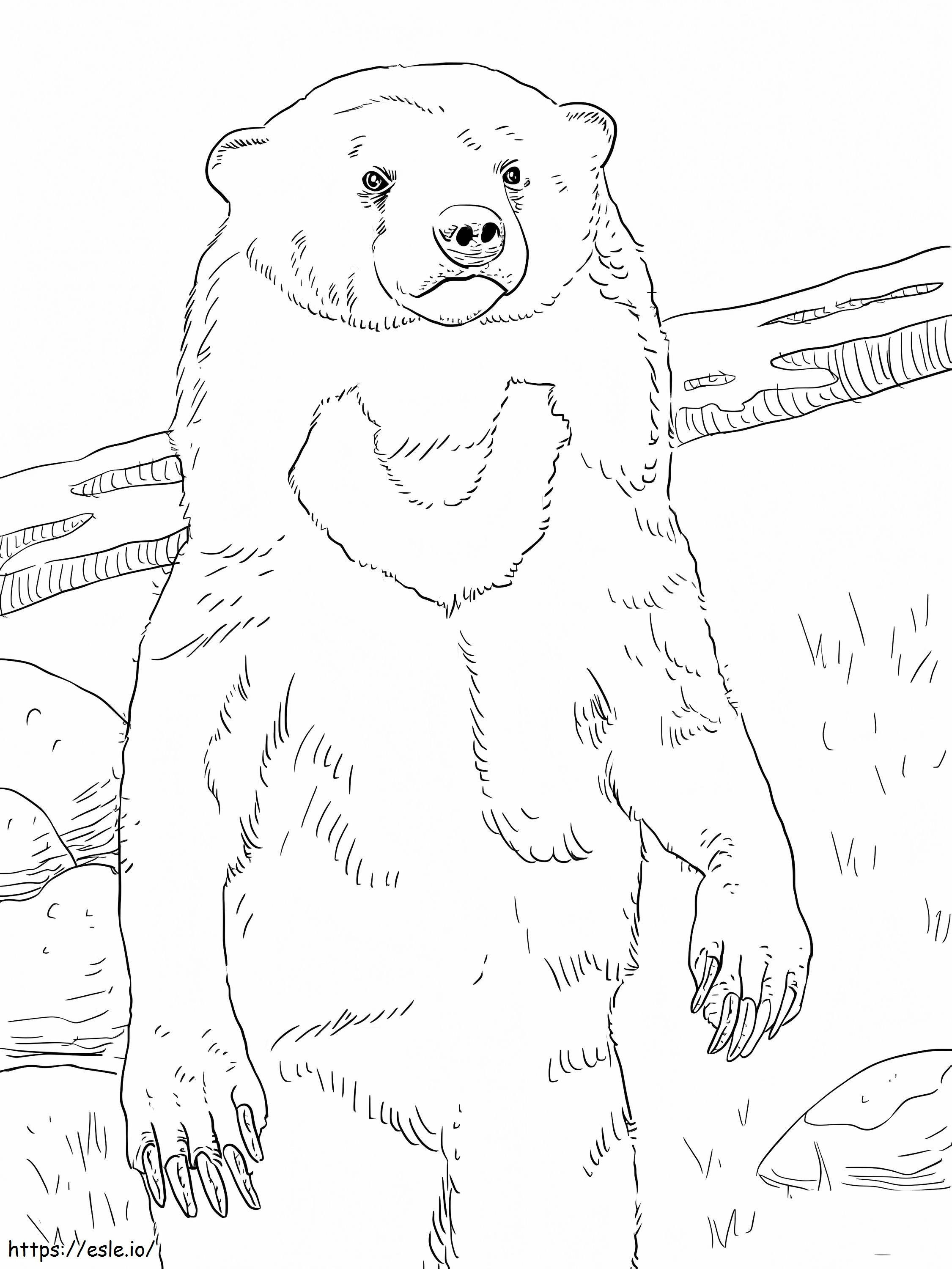 Normal Sun Bear coloring page