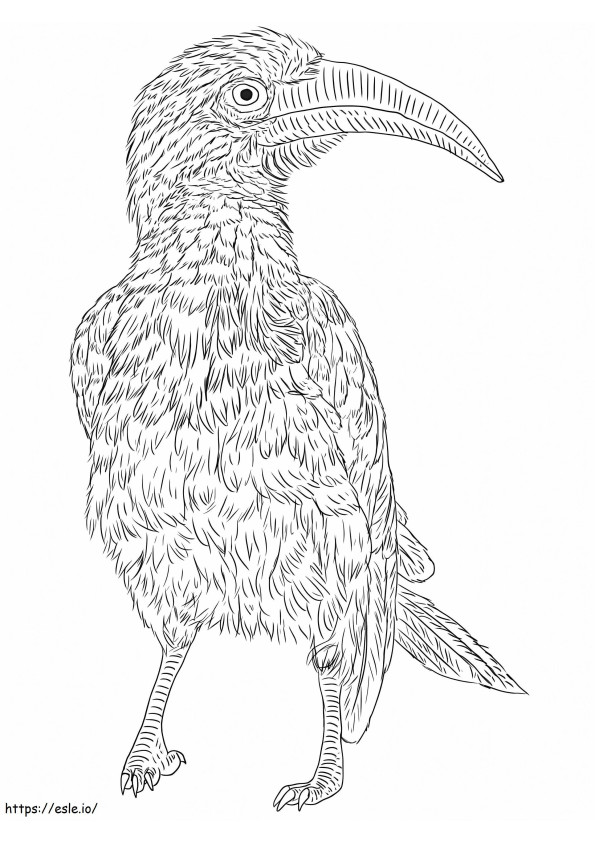 Roodgefactureerde neushoornvogel