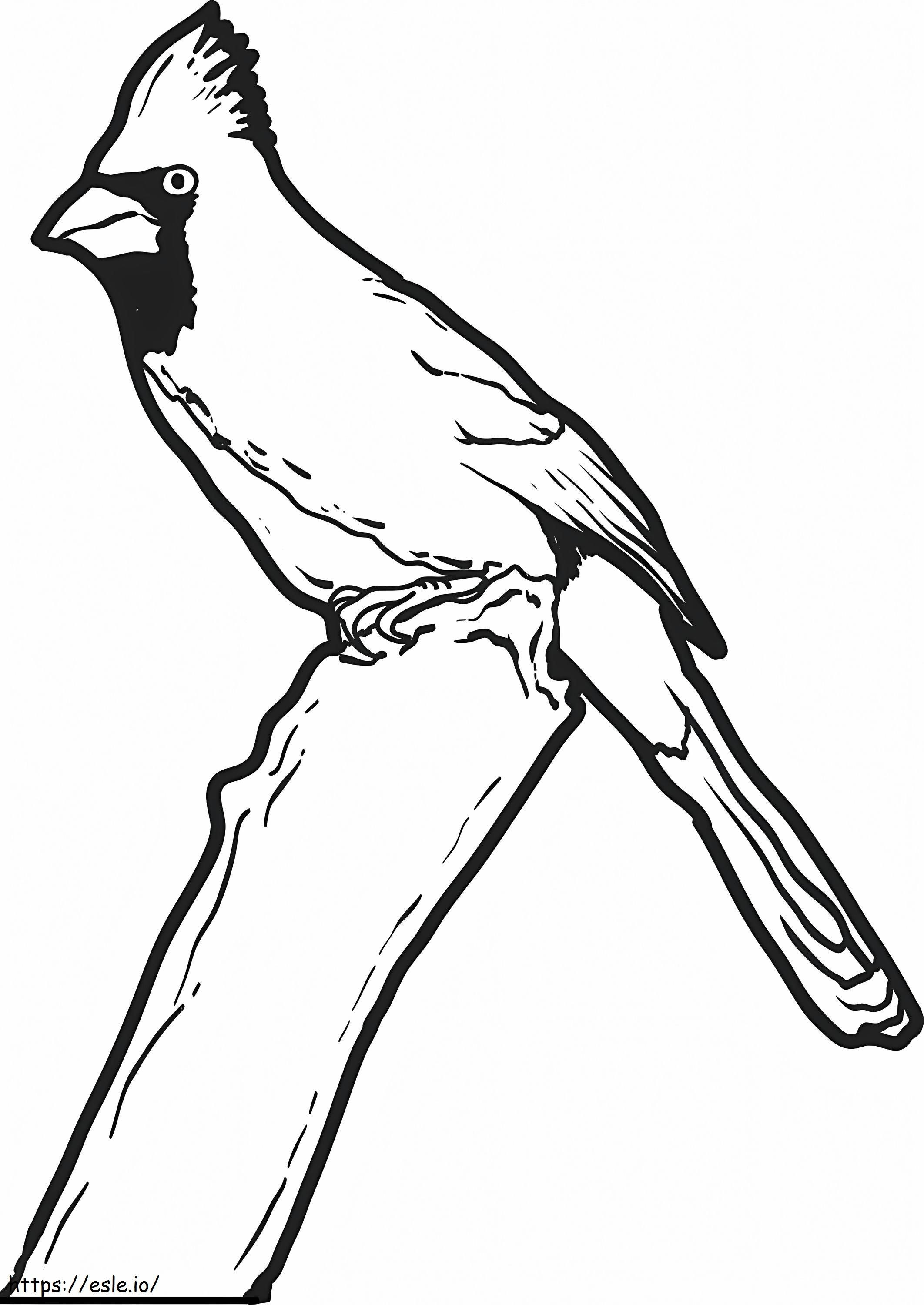 Cardenal Normal coloring page