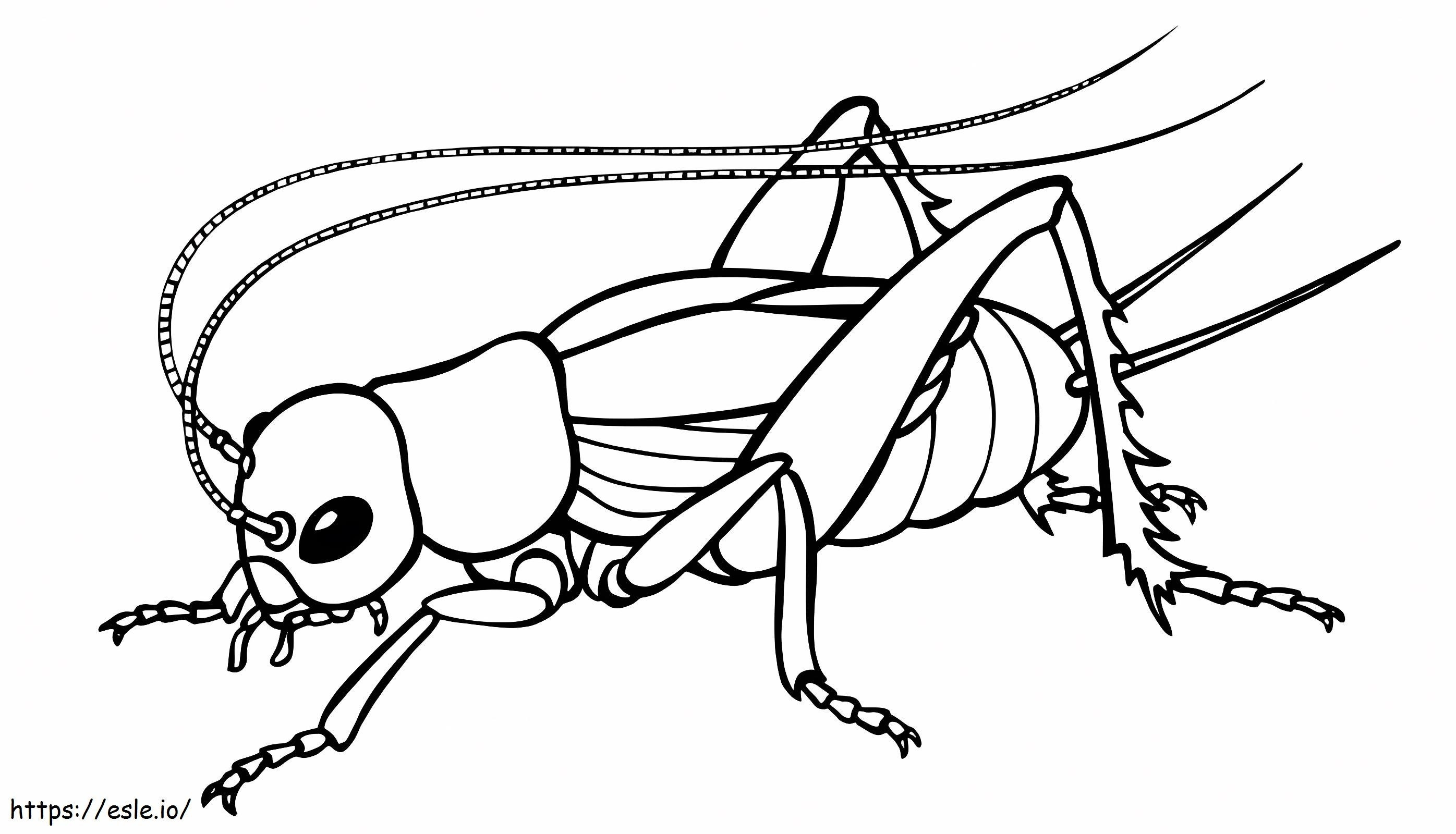 Basic Cricket coloring page