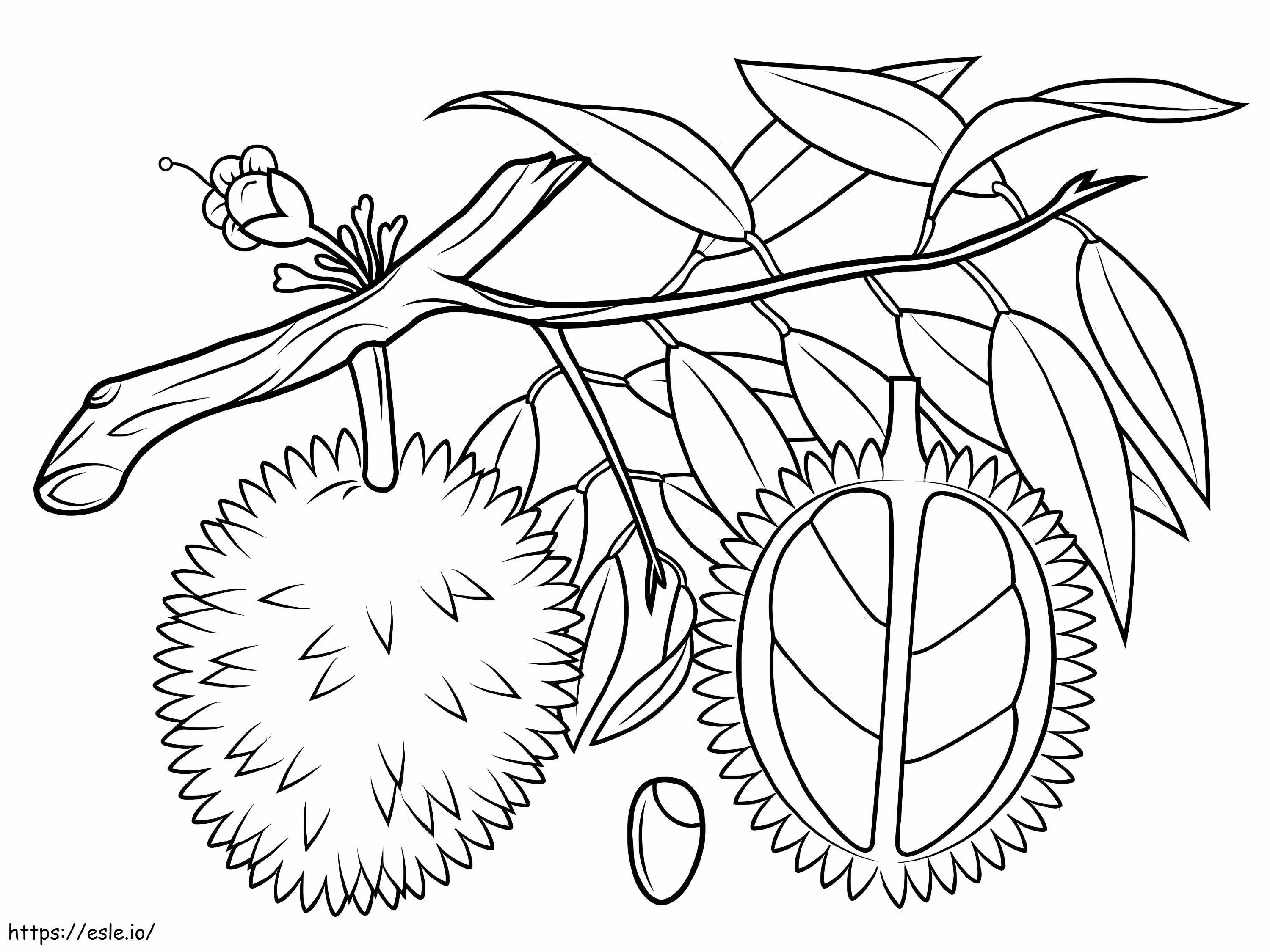 Two Durian On Tree Branch coloring page