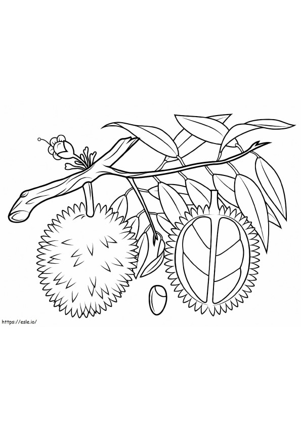 Two Durian On Tree Branch coloring page