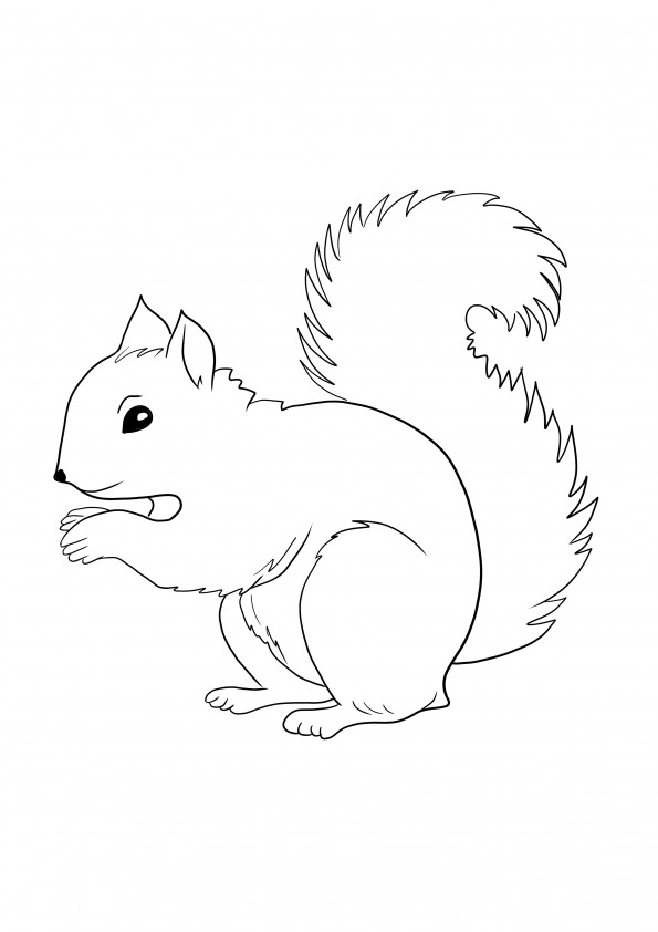 Orava ladattavissa ilmaiseksi ja väritettävä sivu