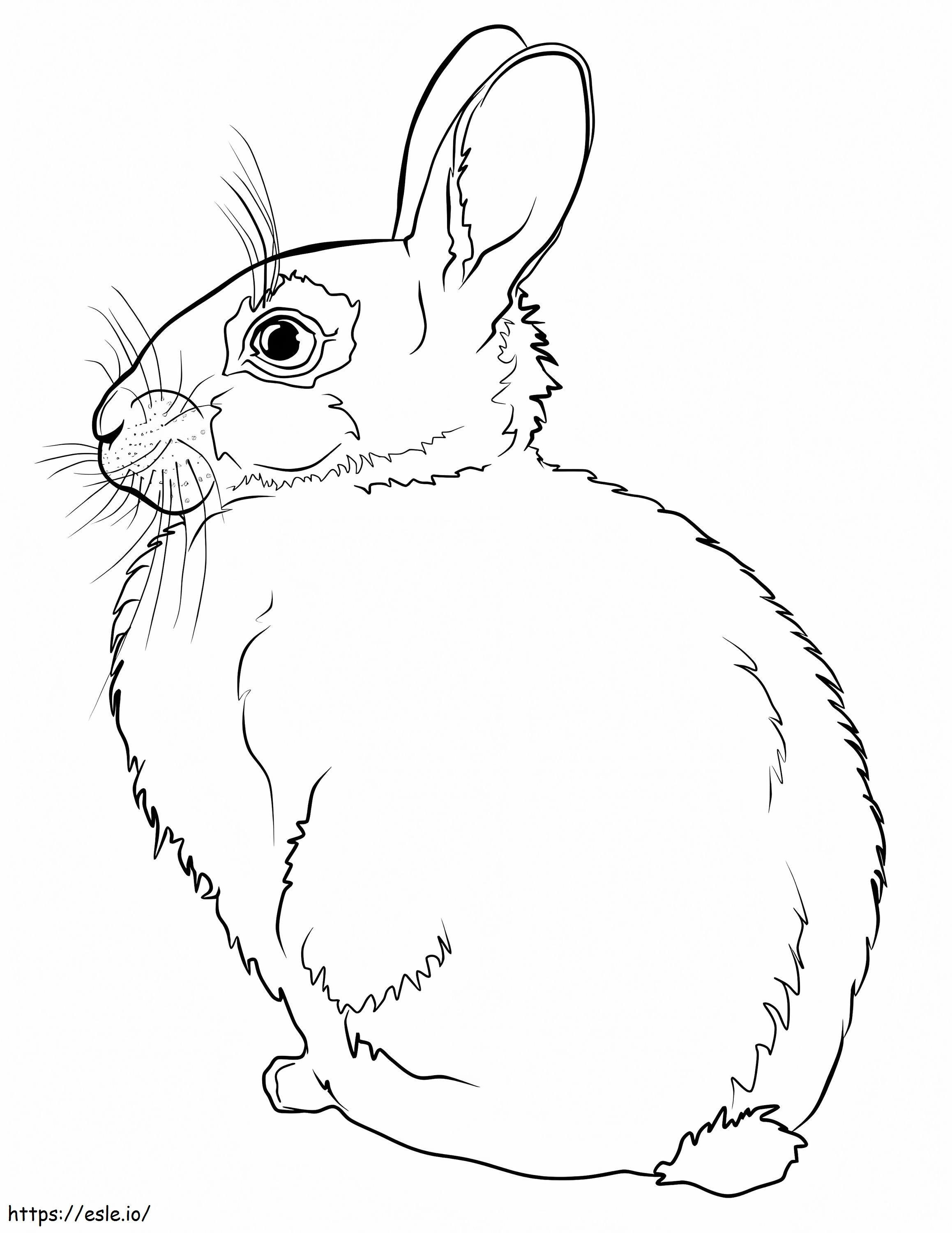 Coloriage Un lapin sauvage à imprimer dessin