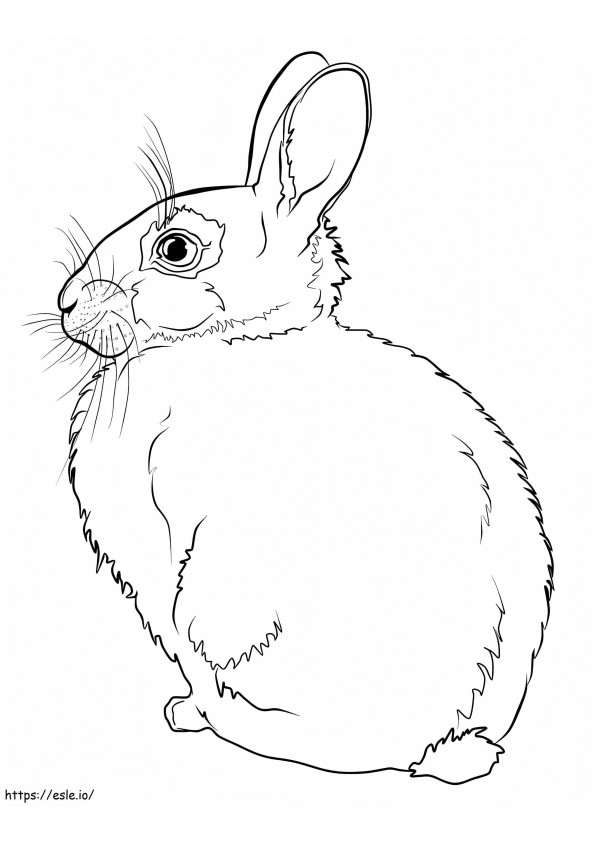 Um coelho selvagem para colorir