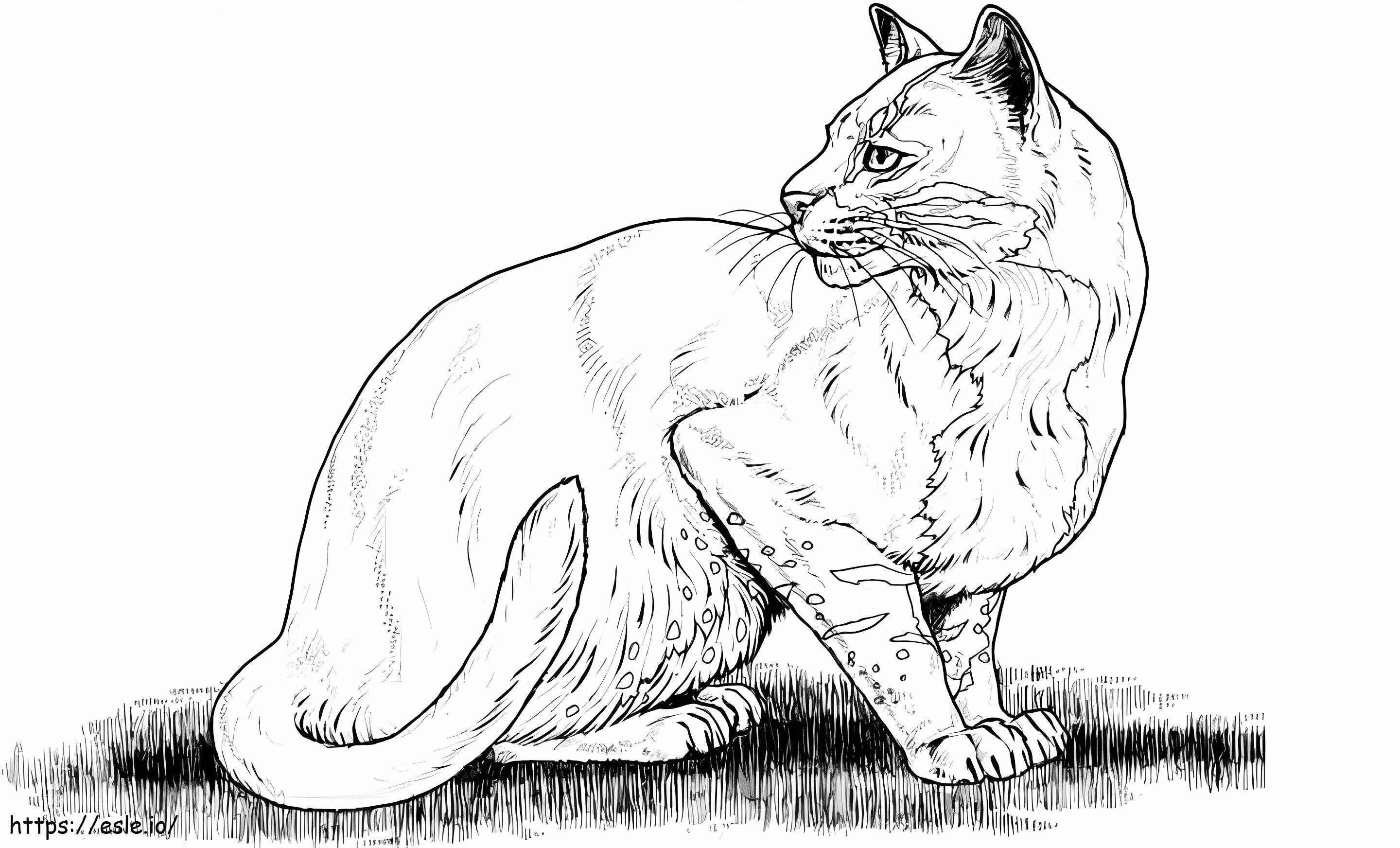 Chat 2 coloring page