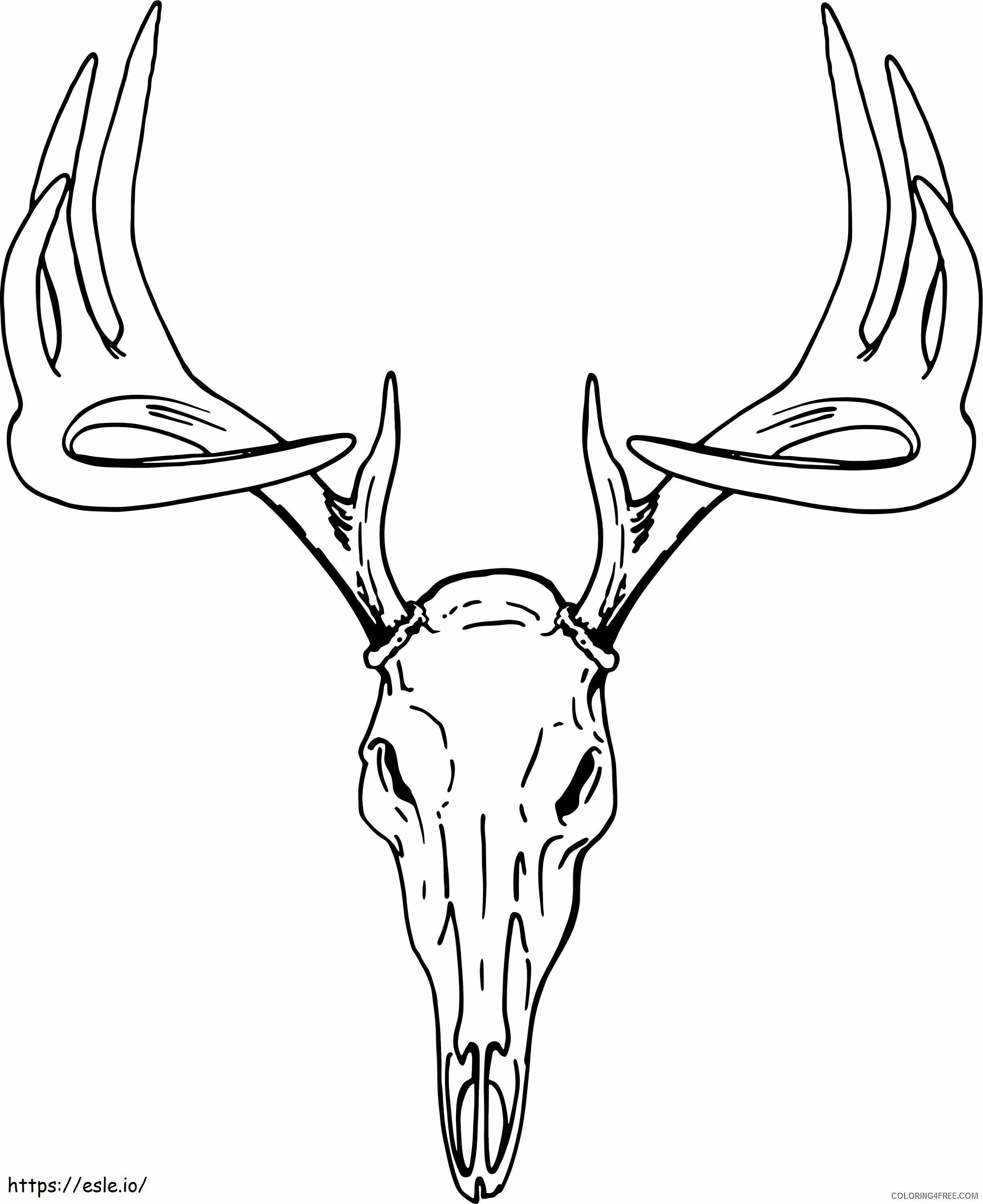 Pääkallo Deer värityskuva