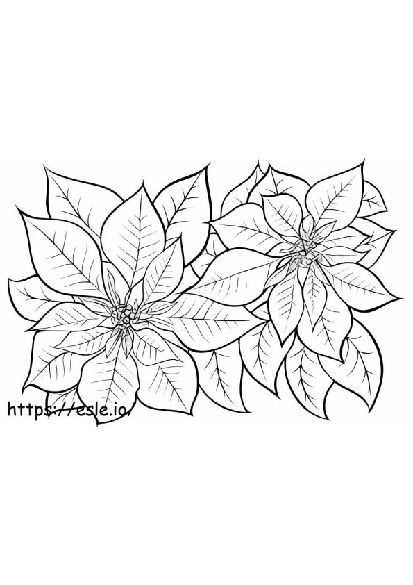 Poinsettia Normal coloring page
