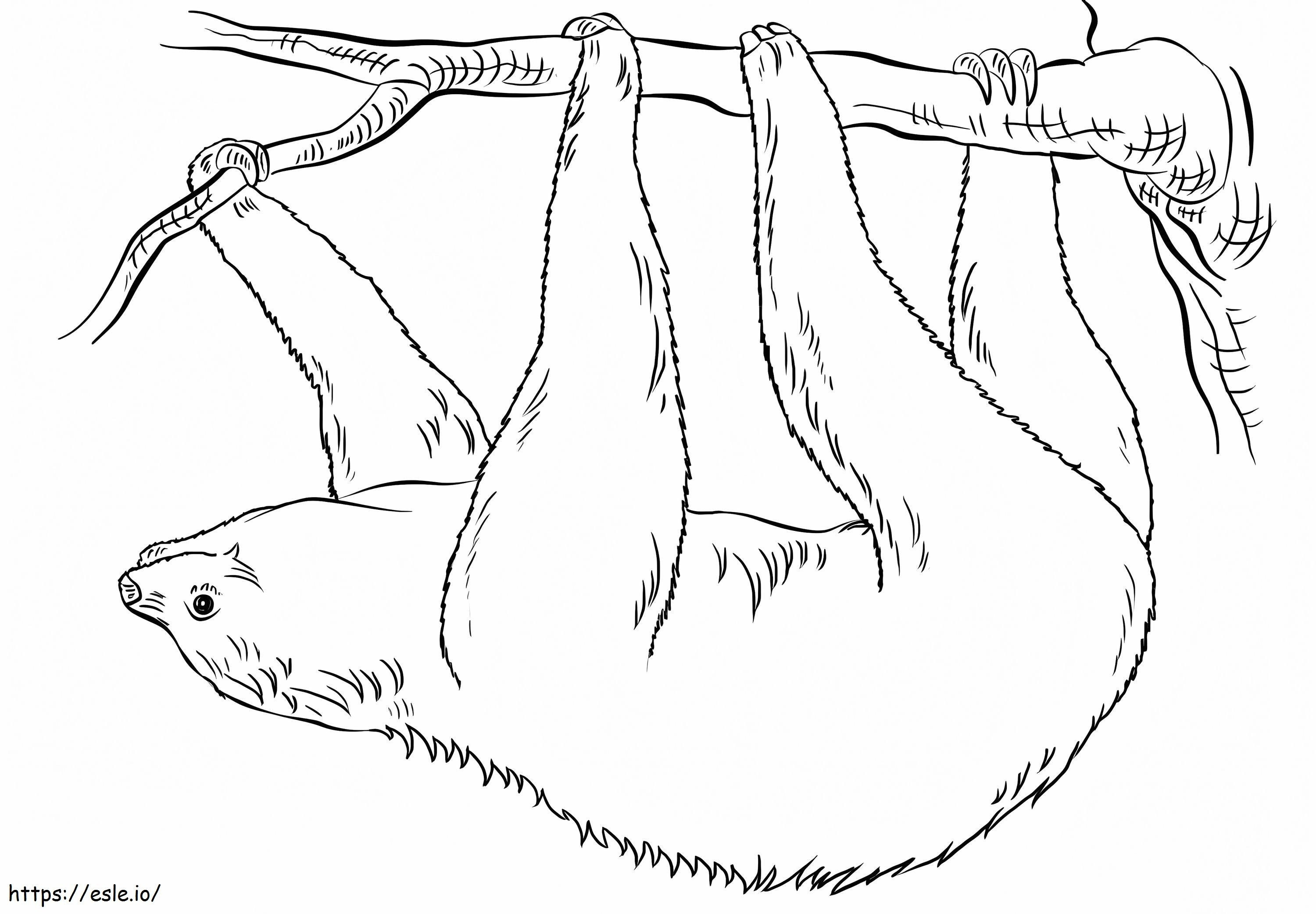 Sloth Hanging Upside Down coloring page