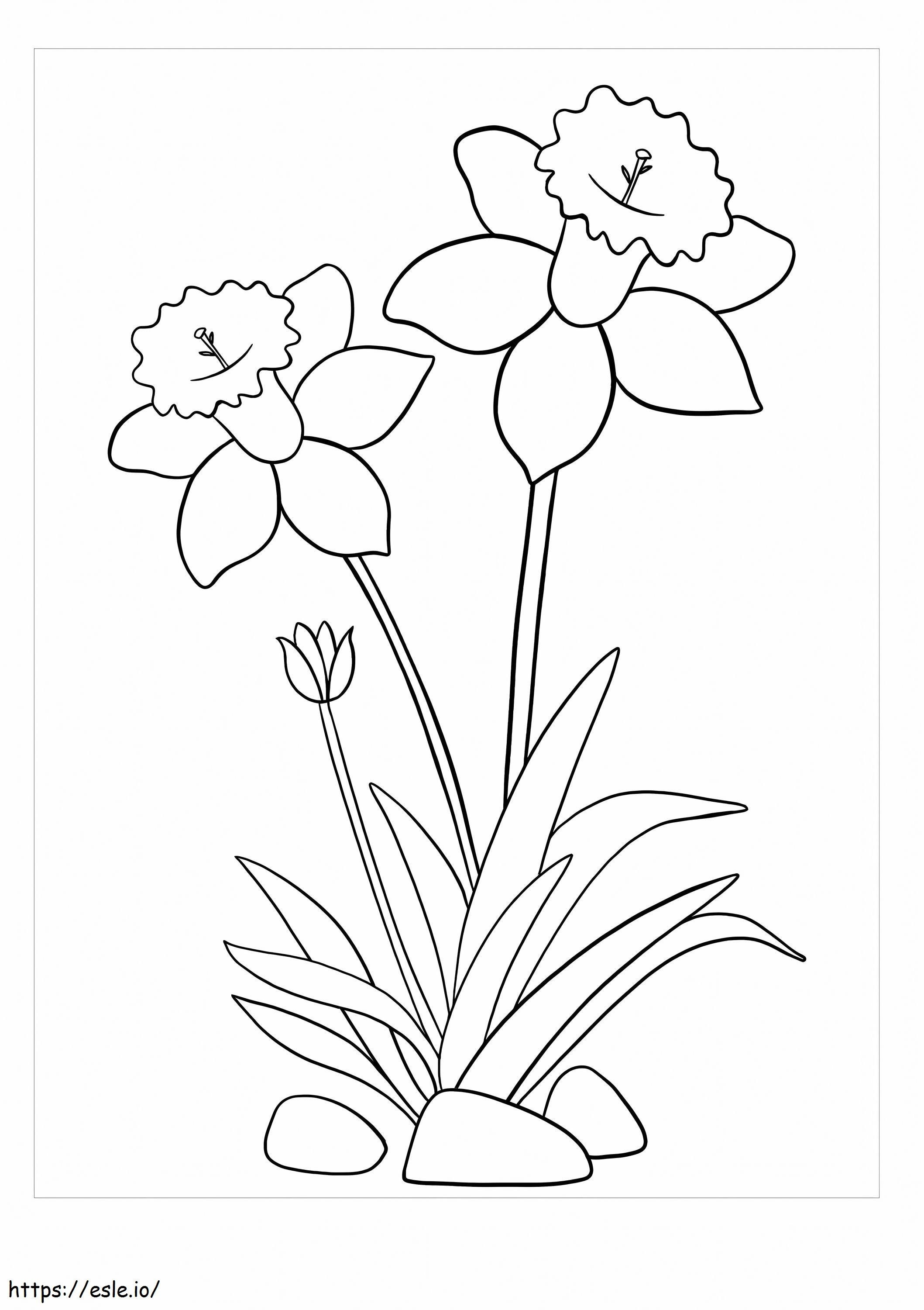Two Daffodils And Rock coloring page