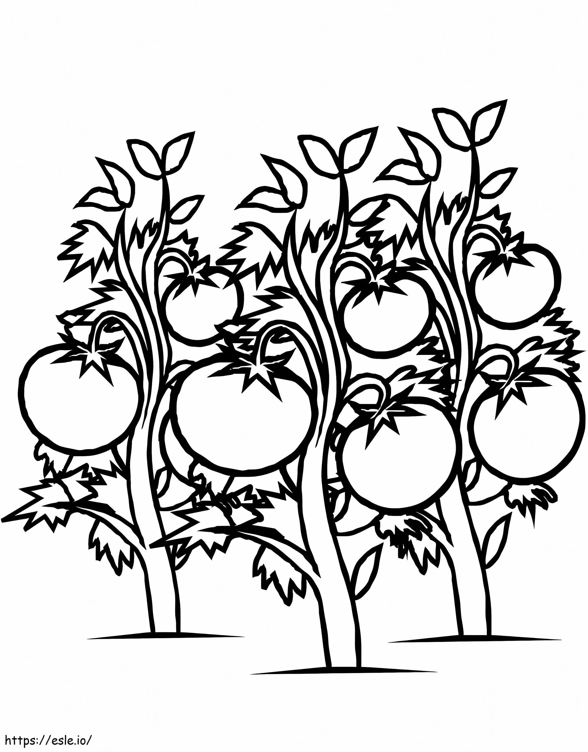 Tree Tomato coloring page