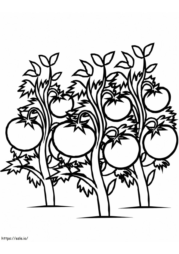 Coloriage Tomate arbustive à imprimer dessin