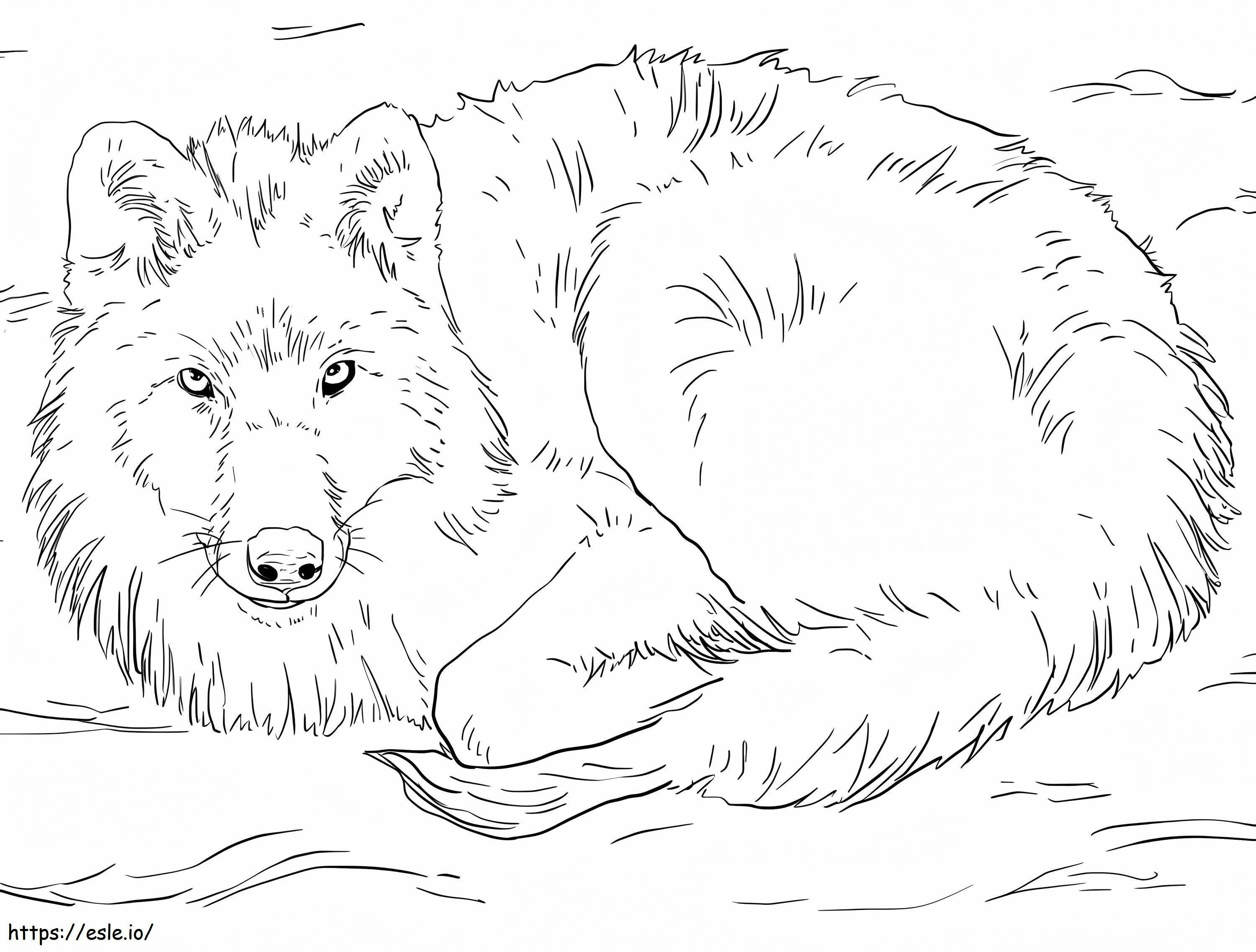 雪の中で横たわる北極オオカミ 1024X776 ぬりえ - 塗り絵