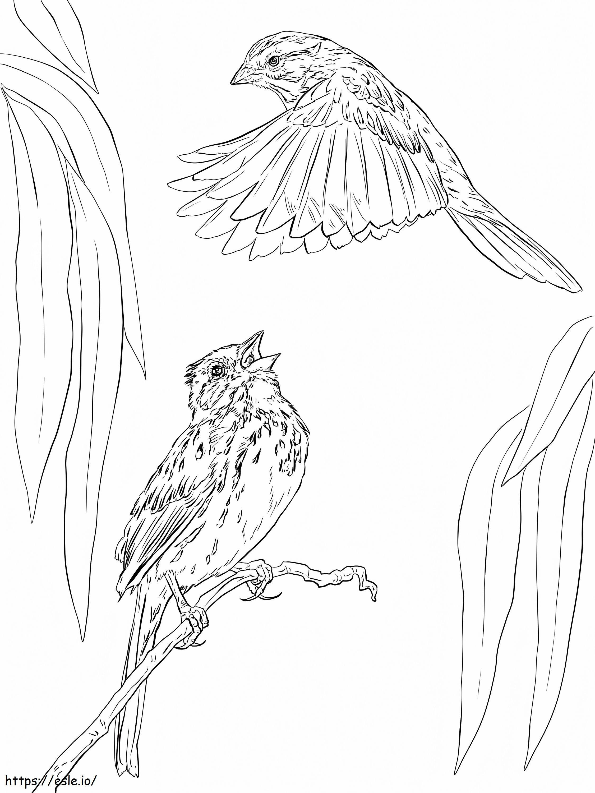 Two Song Sparrows coloring page