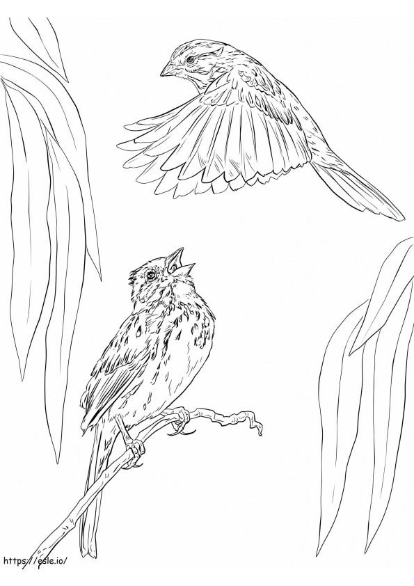 Kaksi Song Sparrows värityskuva