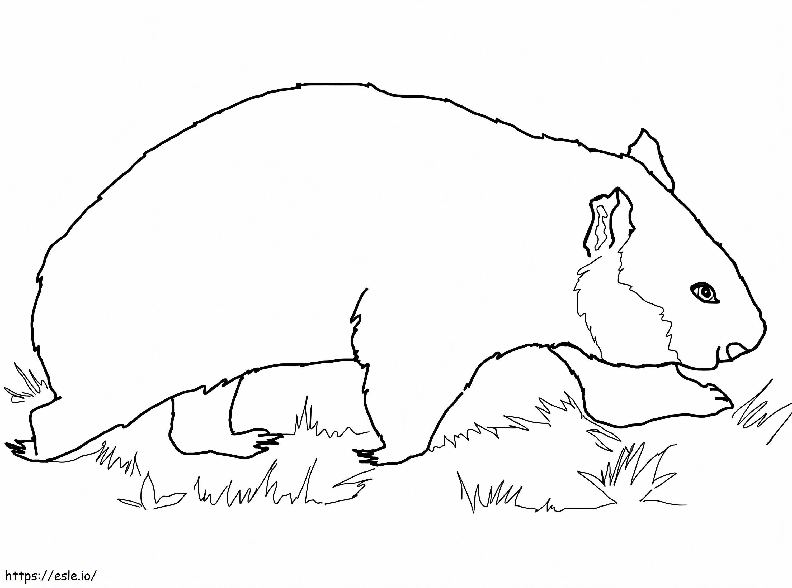 Wombat Berjalan Gambar Mewarnai