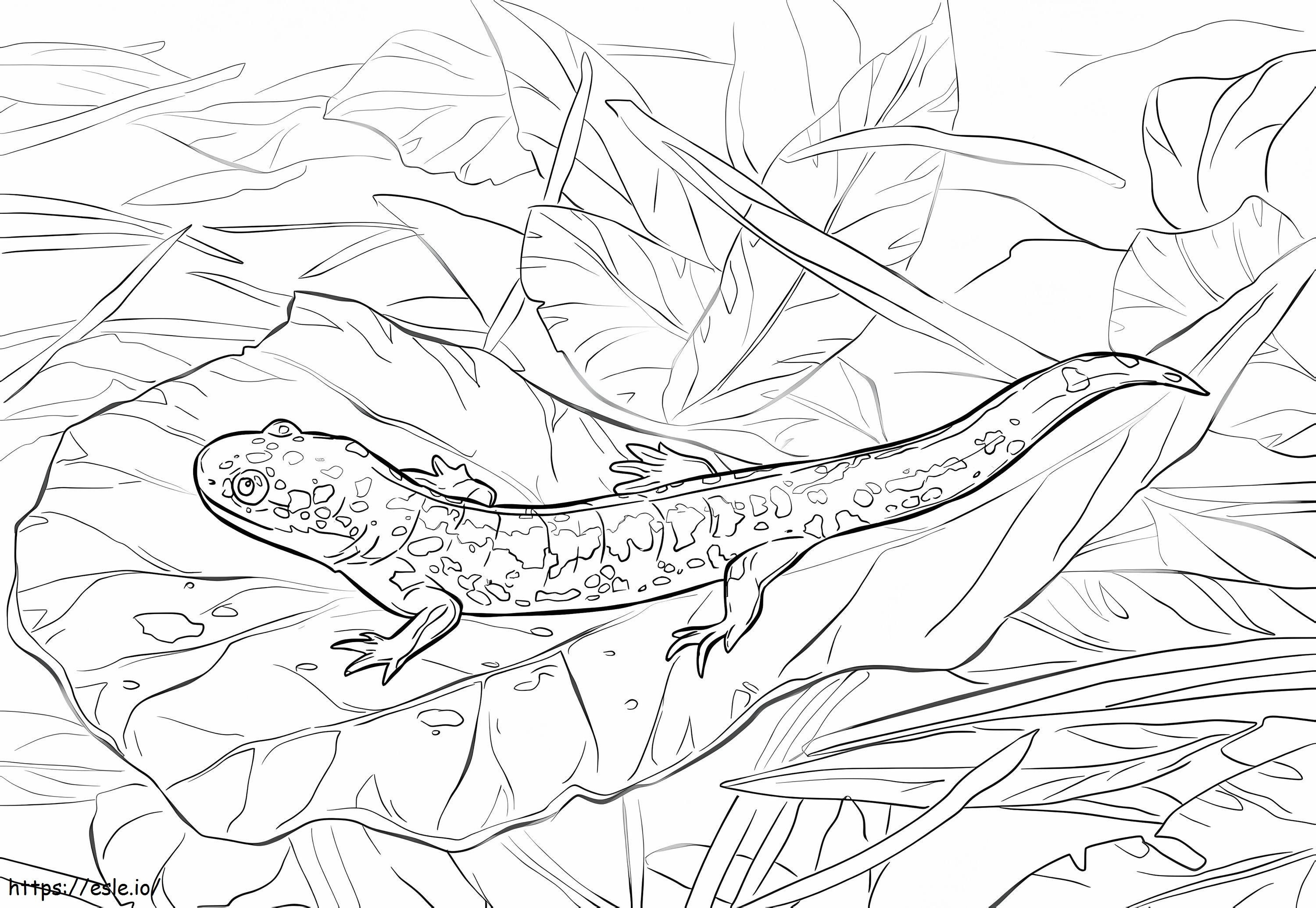 Coloriage Salamandre tigrée de l'Est à imprimer dessin