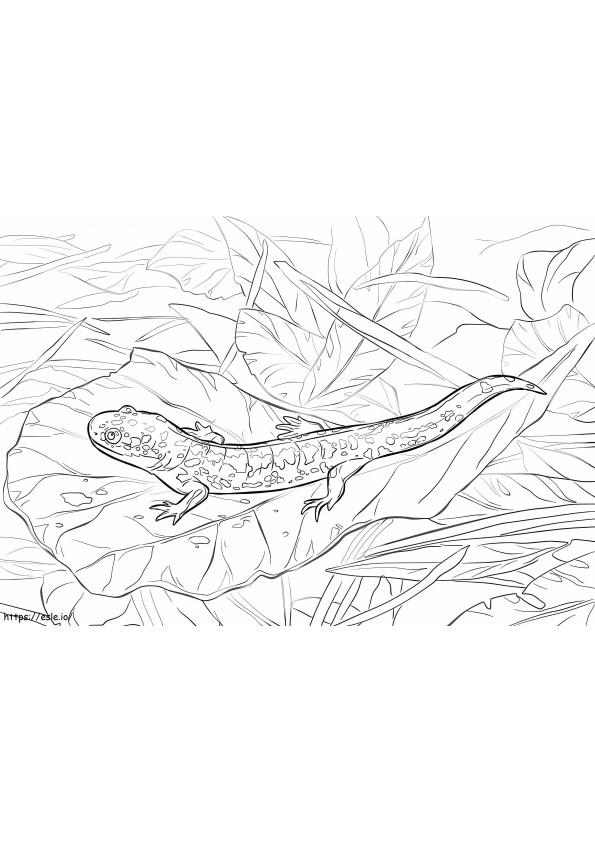 Salamandra Tigre Oriental para colorir