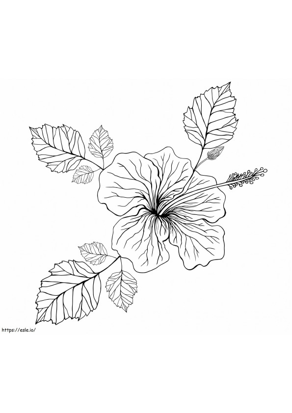 ハイビスカスの花 1 ぬりえ - 塗り絵