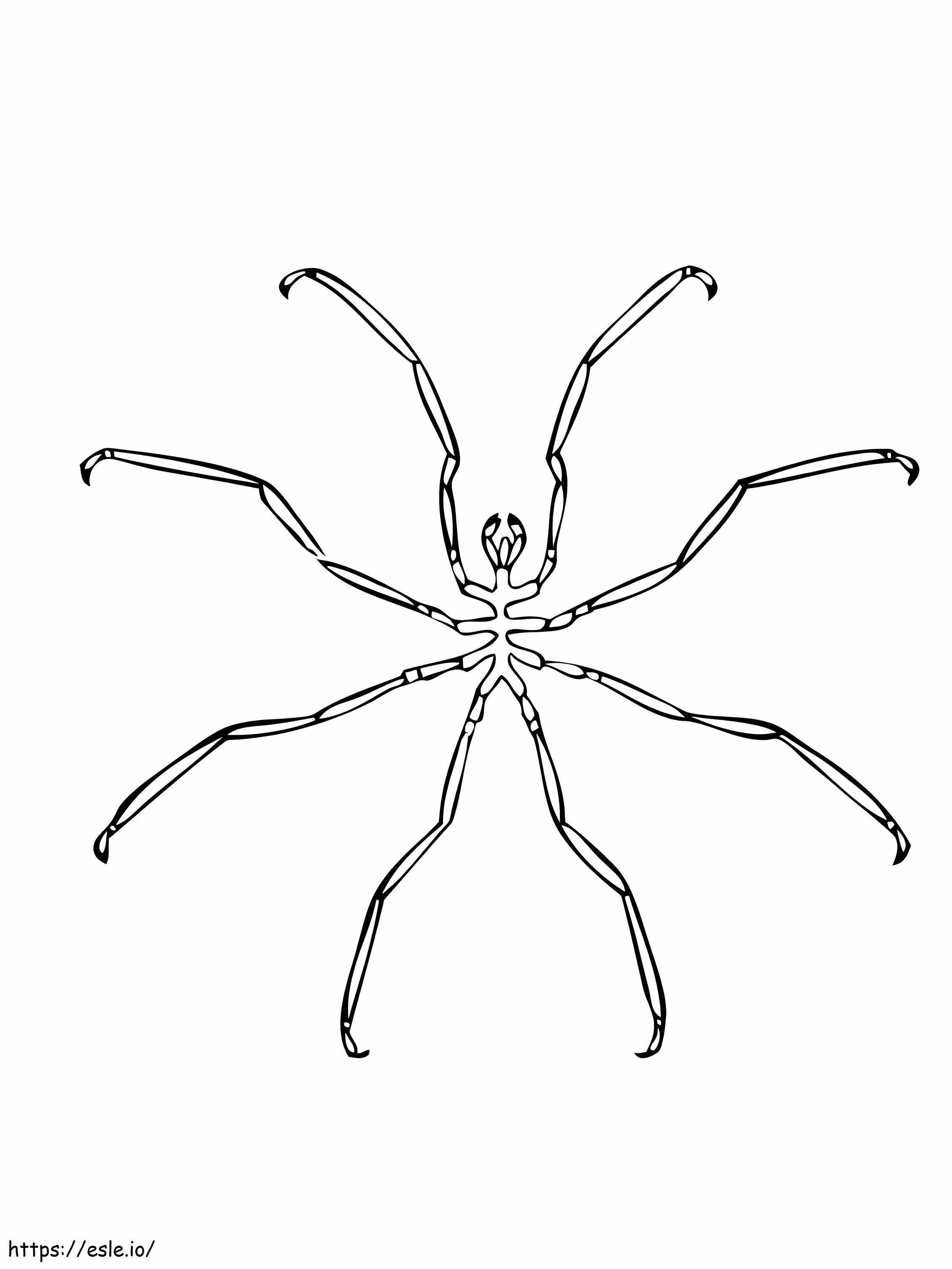 Păianjen de mare de colorat