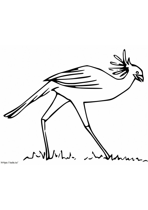 Secretario pájaro caminando