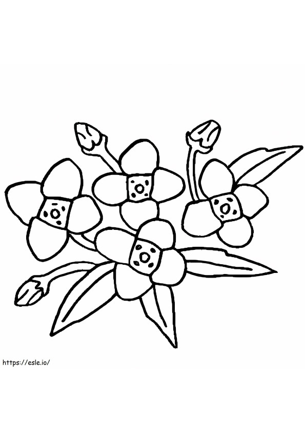 Rysunek kwiatów Gardenii kolorowanka