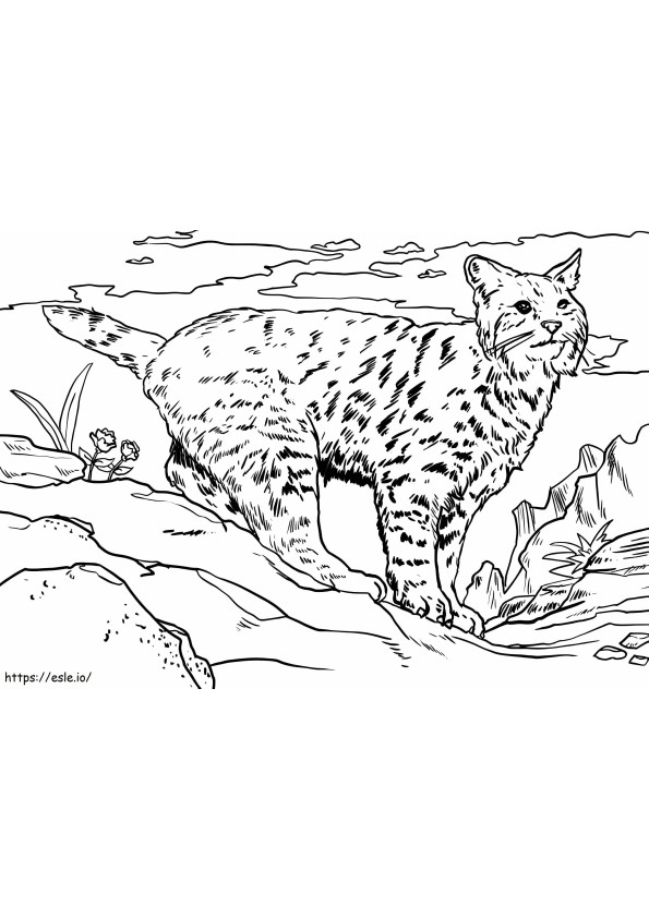 Amazing Lynx