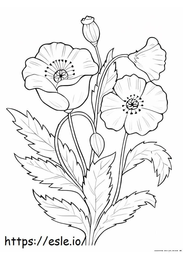 opium biasa Gambar Mewarnai